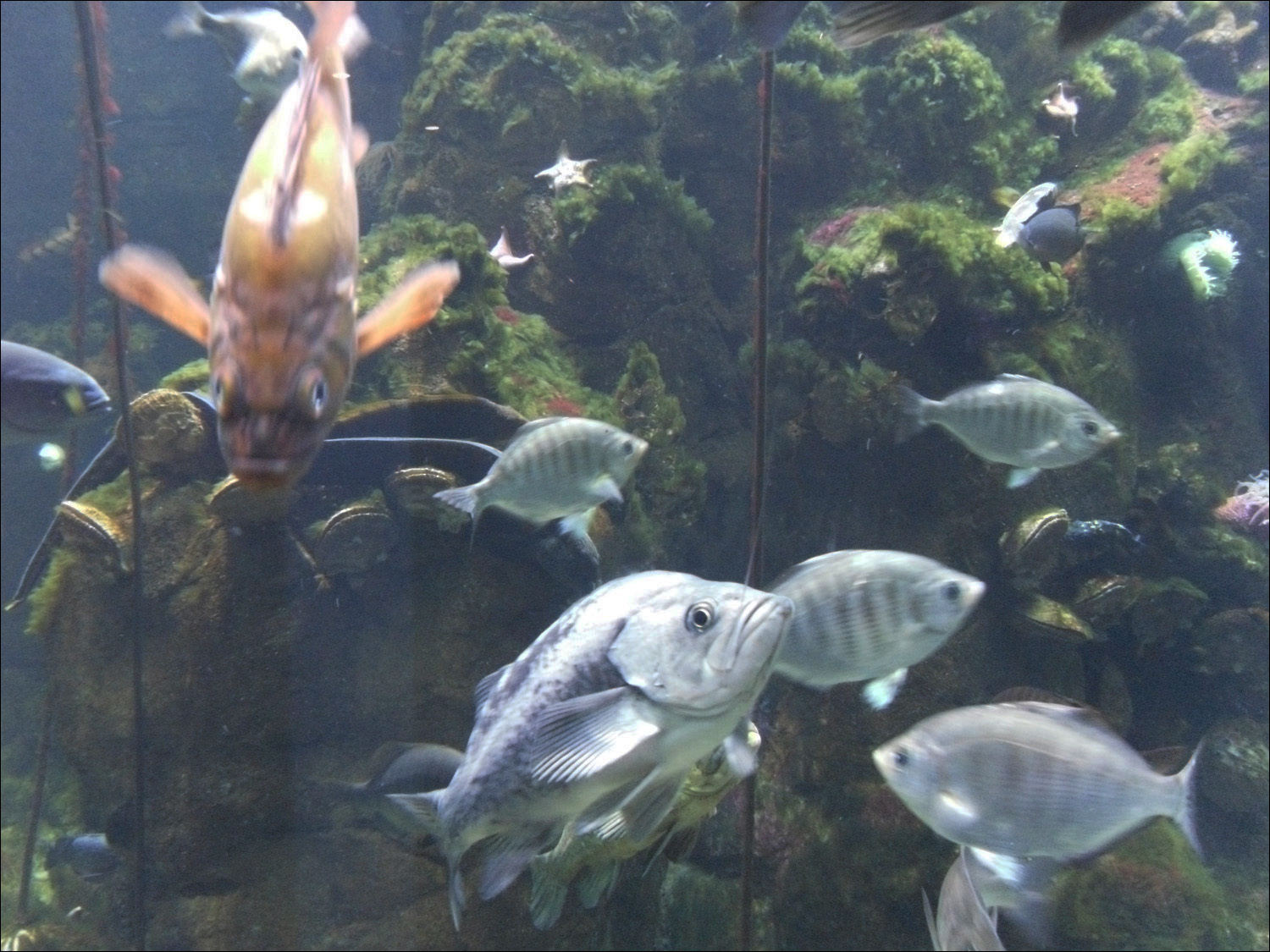 fish in large tank